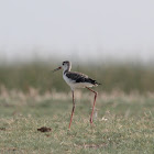 Juvenile Black-winged Stilt