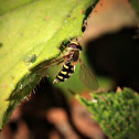 Hoverfly