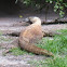 Komodo Dragon