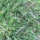 Grass