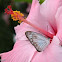 Wanderer Butterfly