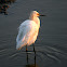 Snowy Egret