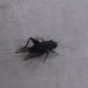 Cricket
