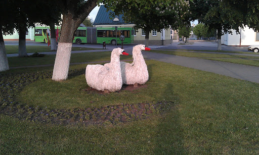 Лебеди На Площади