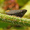 Treehopper