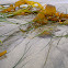 Giant Kelp