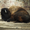 American Bison