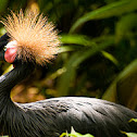 Crowned Crane