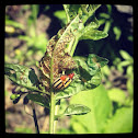 Three-lined potato beetle