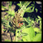 Three-lined potato beetle