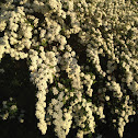 Bridal wreath Spirea