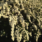 Bridal wreath Spirea