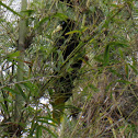 Crested Oropendola