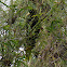 Crested Oropendola