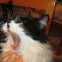 Rosy (domestic cat)