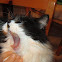 Rosy (domestic cat)