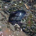 California mussel