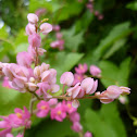 Coral Vine