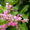 Coral Vine