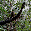 Jungle Babbler