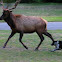 Roosevelt Elk