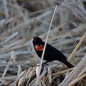 Red winged Blackbird