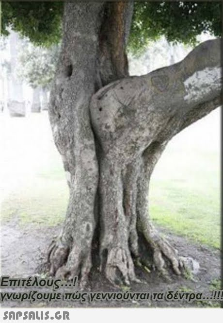 Επιτέλους..! γνωρίζουμε Πώς Υεννιούνται Τα δέντρα  !!!