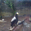 Steller's Sea Eagle