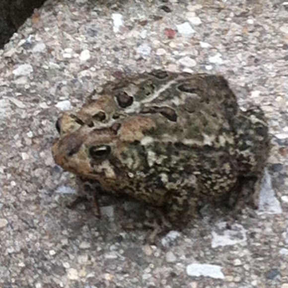 Spotting Image 1