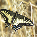 Western Tiger Swallowtail