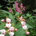Reuzenbalsemien (Impatiens glandulifera)