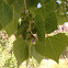 Cottonwood