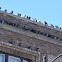 Rock Pigeon