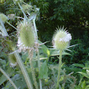 teasel, common