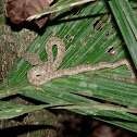 Eyelash Viper