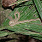 Eyelash Viper