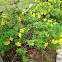 yellow bell or golden trumpet