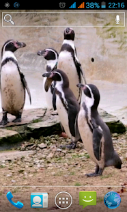 How to get Penguin Live Wallpaper lastet apk for pc