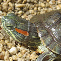 Red-eared Slider