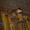 Gladiator Treefrog