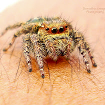 Spiders of India