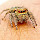 Spiders of India