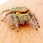 Jumping Spider