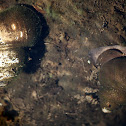 Freshwater Snail