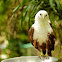 Brahminy Kite