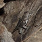 Texas Spiny Lizard