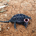 Common Chameleon