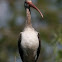 White Ibis