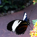 Black/white helicon