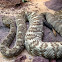 Black-tailed Rattlesnake